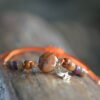 Bracelet en jaspe impérial orange et bois multicolore avec étoile de mer dorée, monté sur un cordon ajustable orange.
