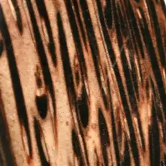 BAMBOU bois bambou bijoux texture